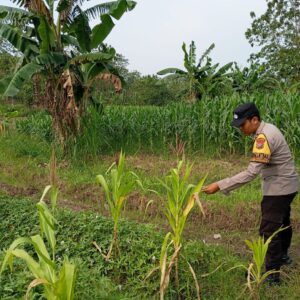 Bhabinkamtibmas Desa Sokogrenjeng Polsek Kenduruan Polres Tuban Turun Langsung Mengecek Tanaman Jagung Petani
