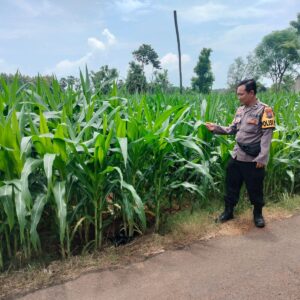Polri Dukung Astacita, Polsek Palang Polres Tuban Turun Cek Tanaman jagung milik Warga di Desa Tegalbang