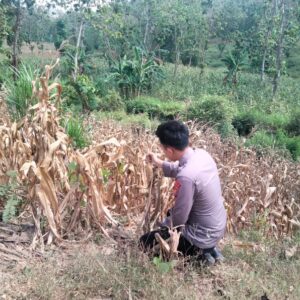 Polsek Montong Polres Tuban Turun Cek Tanaman jagung Warga di Desa Bringin