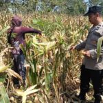 Polisi RW Polsek Senori Monitoring Tanaman Jagung Warga Desa Medalem
