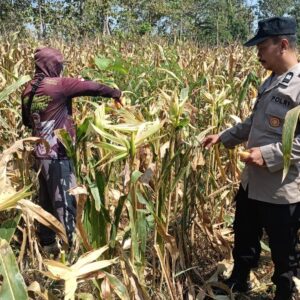 Polisi RW Polsek Senori Monitoring Tanaman Jagung Warga Desa Medalem