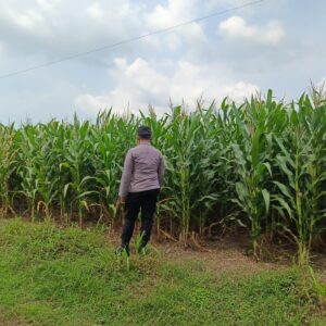Polsek Tambakboyo Polres Tuban Turun Cek Tanaman jagung Warga di Desa Plajan