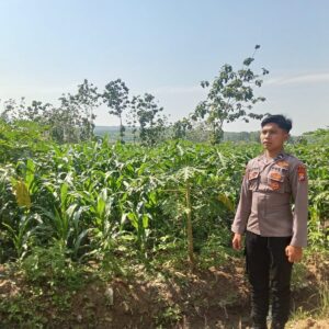 Polsek Singgahan Polres Tuban Turun Cek Tanaman jagung Warga di Desa Tingkis