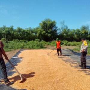 PANEN JAGUNG MELIMPAH, BHABINKAMTIBMAS AJAK PETANI SALURKAN HASIL KE BULOG