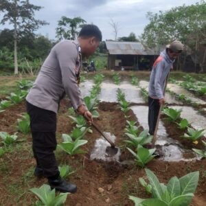 POLRI HADIR DI TENGAH PETANI, KAWAL KETAHANAN PANGAN DAN PENINGKATAN EKONOMI WARGA