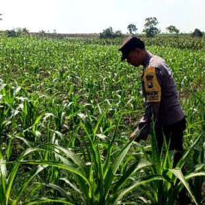 Dukung Program Astacita Presiden RI, Bhabinkamtibmas Polsek Grabagan Polres Tuban Terjun Langsung Cek Ketahanan Pangan Di Desa Grabagan