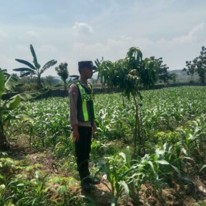 Polsek Singgahan Polres Tuban Turun Cek Tanaman jagung Warga di Desa Mulyoagung