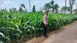 Polri Dukung Astacita, Polsek Palang Polres Tuban Turun Cek Tanaman jagung milik Warga di Desa Tasikmadu