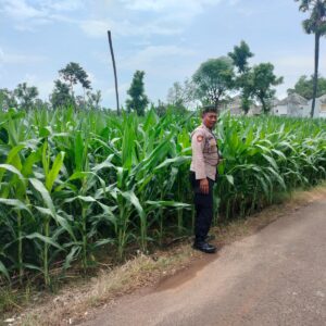 Polri Dukung Astacita, Polsek Palang Polres Tuban Turun Cek Tanaman jagung milik Warga di Desa Tasikmadu