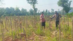 Bhabinkamtibmas Desa Kembangbilo Sambangi Petani Jagung, Perkuat Sinergi  Dukung Ketahanan Pangan