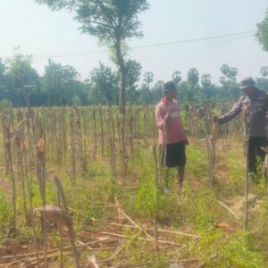Bhabinkamtibmas Desa Kembangbilo Sambangi Petani Jagung, Perkuat Sinergi  Dukung Ketahanan Pangan