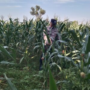 Anggota Bhabinkamtibmas Polsek Jenu Polres Tuban Turun ke Ladang, sambang lahan pertanian.