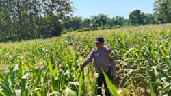 Dukung Astacita, Polsek Jatirogo Turun ke Ladang Cek Tanaman Jagung Warga Desa Demit