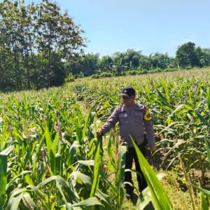 Dukung Astacita, Polsek Jatirogo Turun ke Ladang Cek Tanaman Jagung Warga Desa Demit