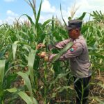 Polres Tuban Dukung Astacita Prabowo, Petugas Polmas Polsek Kenduruan Cek Langsung Tanaman Jagung Petani Desa Sidomukti