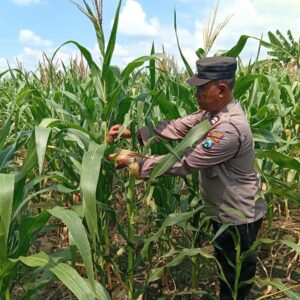 Polres Tuban Dukung Astacita Prabowo, Petugas Polmas Polsek Kenduruan Cek Langsung Tanaman Jagung Petani Desa Sidomukti