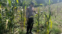 POLRI HADIR DUKUNG KETAHANAN PANGAN, POLSEK BANGILAN MONITORING TANAMAN JAGUNG MILIK WARGA