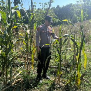 POLRI HADIR DUKUNG KETAHANAN PANGAN, POLSEK BANGILAN MONITORING TANAMAN JAGUNG MILIK WARGA