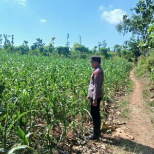Polsek Tambakboyo Polres Tuban Turun Cek Tanaman jagung Warga di Desa Mander