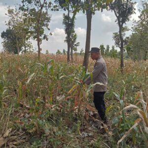 Polsek Montong Polres Tuban Turun Cek Tanaman jagung Warga di Desa Jetak