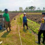 Bhabinkamtimas Polsek Senori Polres Tuban Menanam Jagung Bersama Warga Desa Wanglukulon Dukung Program Ketahanan Pangan