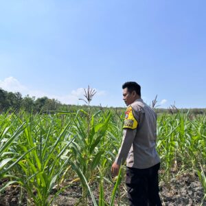 Dalam rangka Polri Dukung Program Astacita, Bhabinkamtibmas Desa Parangbatu Polsek Parengan Polres Tuban sambang lokasi tanaman jagung di Desa Parangbatu Kec. Parengan