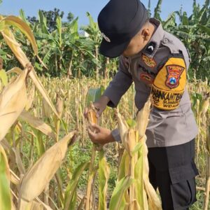 Hasil Pengecekan Buah Jagung Milik Warga di Desa Sumberjo Hampir Sempurna Untuk di Panen