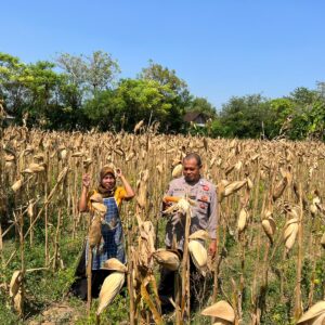 Jaga Ketahanan Pangan, Bripka Nasri Fikhrom Monitor Tanaman Jagung di Desa Tenggerkulon