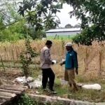“Bhabinkamtibmas Turun ke Desa Binaan, Bantu Petani Tanam Jagung.”