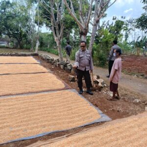 Polri Dukung Astacita, Polsek Semanding Polres Tuban Turun Cek Tanaman jagung milik Warga di Desa Jadi
