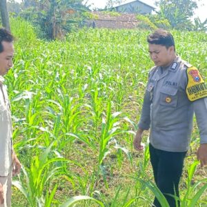 Polsek Grabagan polres Tuban Polda Jawa Timur Dukung Penuh Swasembada Pangan Presiden Prabowo Melalui Pendampingan Petani