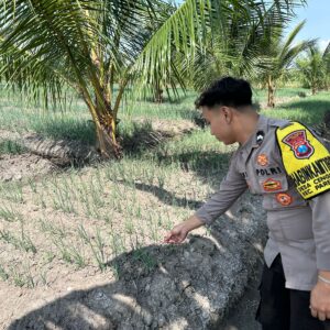 Dalam rangka mendukung Program ASTACITA guna perkuat ketahanan pangan, Bhabinkamtibmas Desa Cengkong Polsek Parengan Polres Tuban cek lokasi tanaman bawang merah milik warga di Desa Cengkong Kec. Parengan