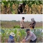 Polsek Soko polres Tuban Polda Jawa Timur Bergerak! Dukung Penuh Swasembada Pangan Presiden Prabowo Melalui Pendampingan Petani