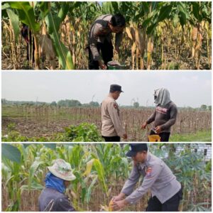 Polsek Soko polres Tuban Polda Jawa Timur Bergerak! Dukung Penuh Swasembada Pangan Presiden Prabowo Melalui Pendampingan Petani