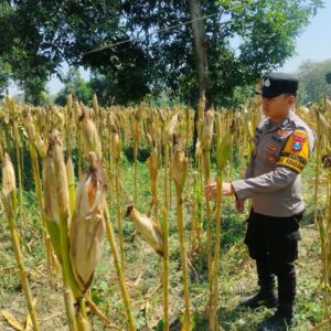 Anggota Bhabinkamtimas Desa Sendang Polsek Senori Polres Tuban Monitoring Tanaman Jagung Warga di Desa Binaan