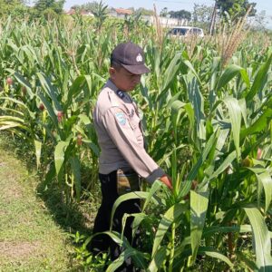 Dukung Astacita, Polsek Jatirogo Pantau Langsung Ladang Jagung Warga Desa Paseyan