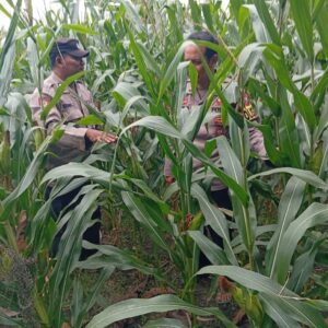 Dukung Program Astacita Presiden, Polsek Kenduruan Polres Tuban Turun Langsung Cek Tanaman Jagung Petani .