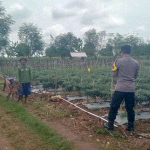 Dukung Ketahanan Pangan, Petani Kerek Manfaatkan Pekarangan untuk Tanam Cabai
