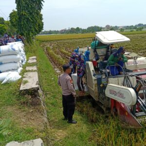 Bhabinkamtibmas Polsek Tuban Monitoring Panen Padi, Dukung Ketahanan Pangan Nasional