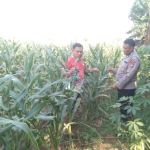 Anggota Bhabinkamtibmas Polsek Jenu Polres Tuban Turun ke Ladang, sambang lahan pertanian.