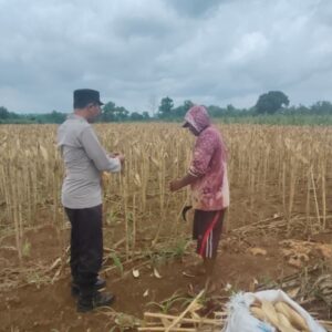 Polsek Plumpang Polres Tuban Turun Langsung Cek Tanaman Jagung Warga