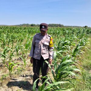 POLSEK BANGILAN DUKUNG KETAHANAN PANGAN MELALUI MONITORING TANAMAN JAGUNG DI WILAYAH HUKUM KECAMATAN BANGILAN