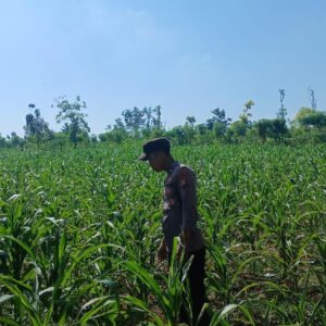 Polsek Tambakboyo Polres Tuban Turun Cek Tanaman jagung Warga di Desa Dikir