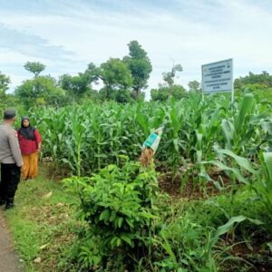 Polri Dukung Astacita, Polsek Semanding Polres Tuban Turun Cek Tanaman jagung milik Warga di Desa Semanding