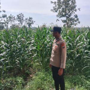 Polsek Singgahan Polres Tuban Turun Cek Tanaman jagung Warga di Desa Tingkis