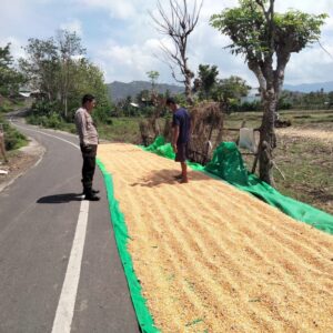 BHABINKAMTIBMAS DESA CEMPI JAYA PANTAU LAHAN JAGUNG WARGA, DUKUNG KETAHANAN PANGAN MENUJU INDONESIA EMAS