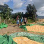 BHABINKAMTIBMAS DESA HU’U PANTAU HASIL PANEN JAGUNG WARGA, DORONG PENYALURAN KE BULOG UNTUK DUKUNG KETAHANAN PANGAN NASIONAL