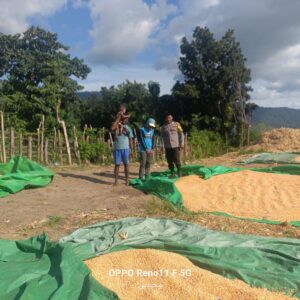BHABINKAMTIBMAS DESA HU’U PANTAU HASIL PANEN JAGUNG WARGA, DORONG PENYALURAN KE BULOG UNTUK DUKUNG KETAHANAN PANGAN NASIONAL