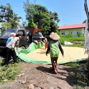 DUKUNG PROGRAM KETAHANAN PANGAN NASIONAL, BHABINKAMTIBMAS DESA DAHA MONITOR HASIL PANEN JAGUNG