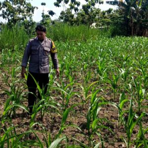 Polsek Grabagan polres Tuban Polda Jawa Timur Dukung Penuh Swasembada Pangan Presiden Prabowo Melalui Pendampingan Petani